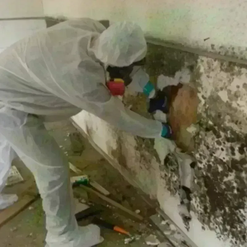 Mold Remediation and Removal in Culver, OR